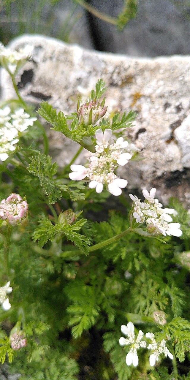 Orlaya platycarpos flower