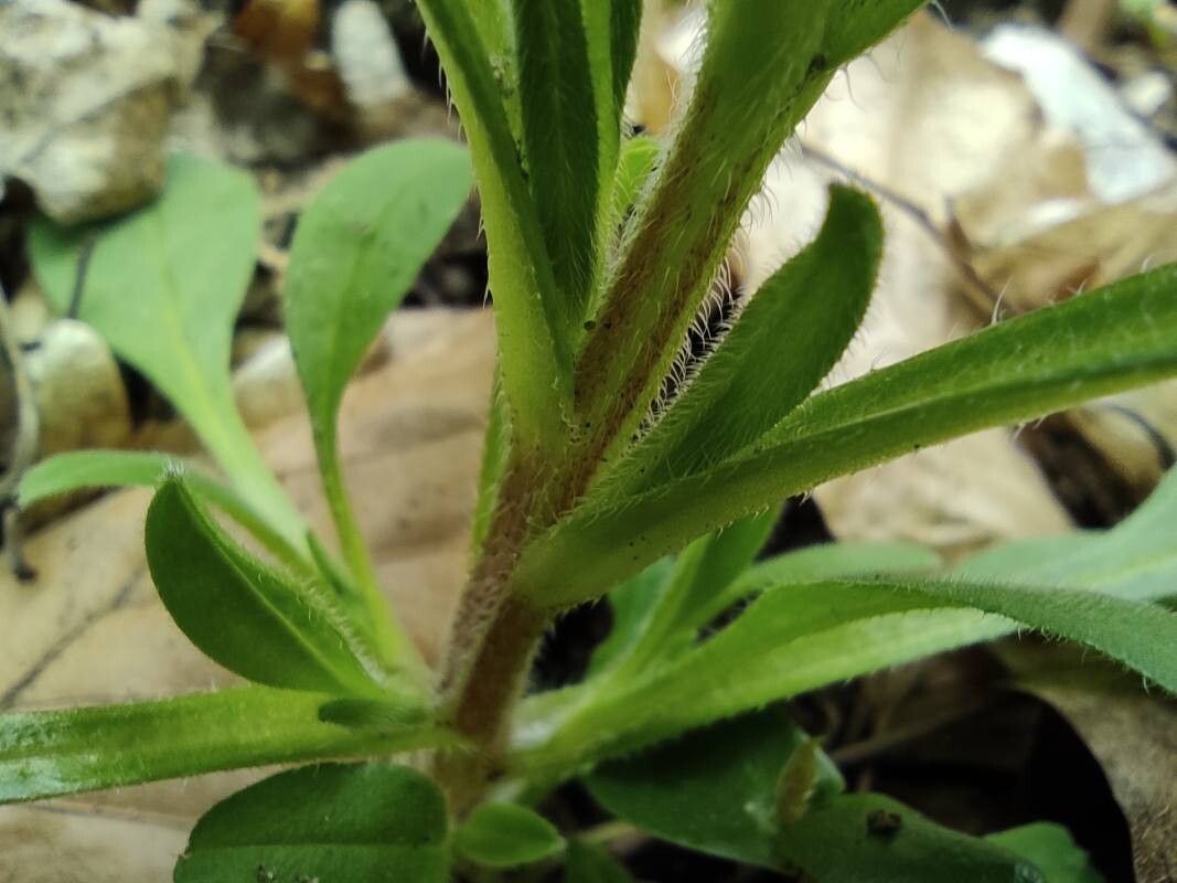Myosotis sparsiflora bark