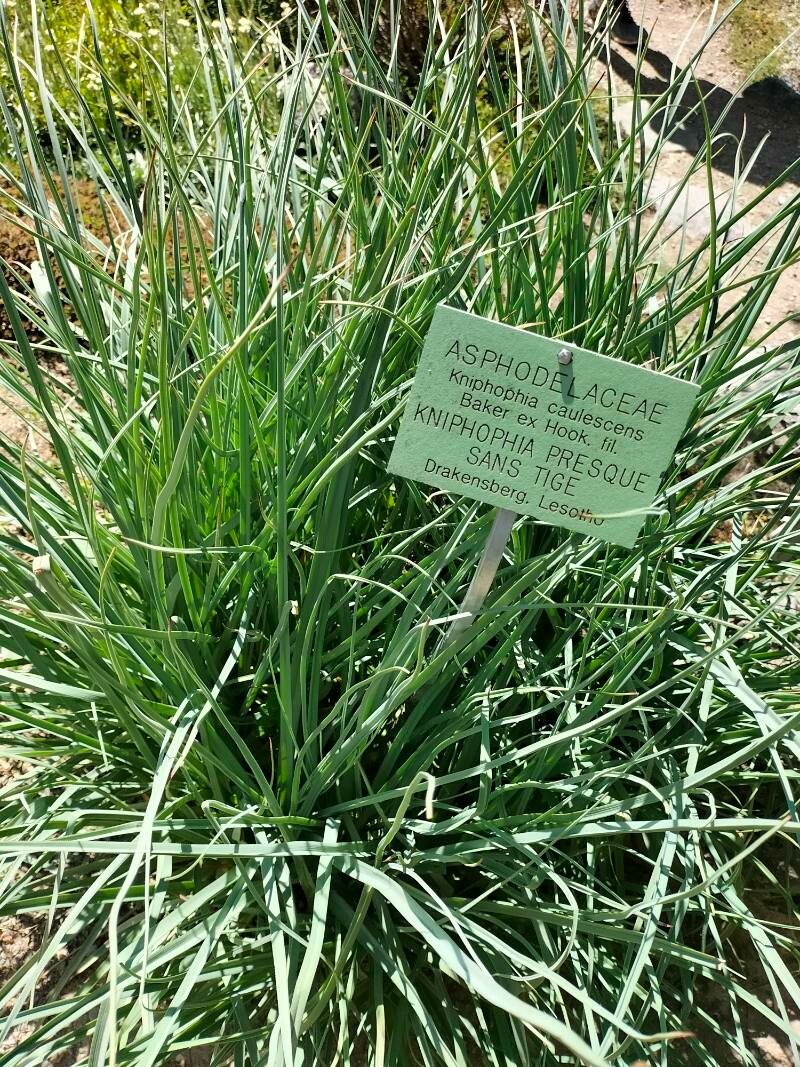 Kniphofia caulescens