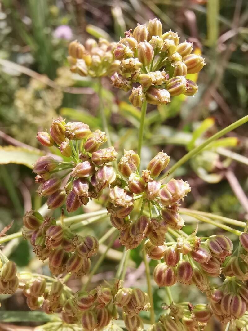 Sium latifolium fruit