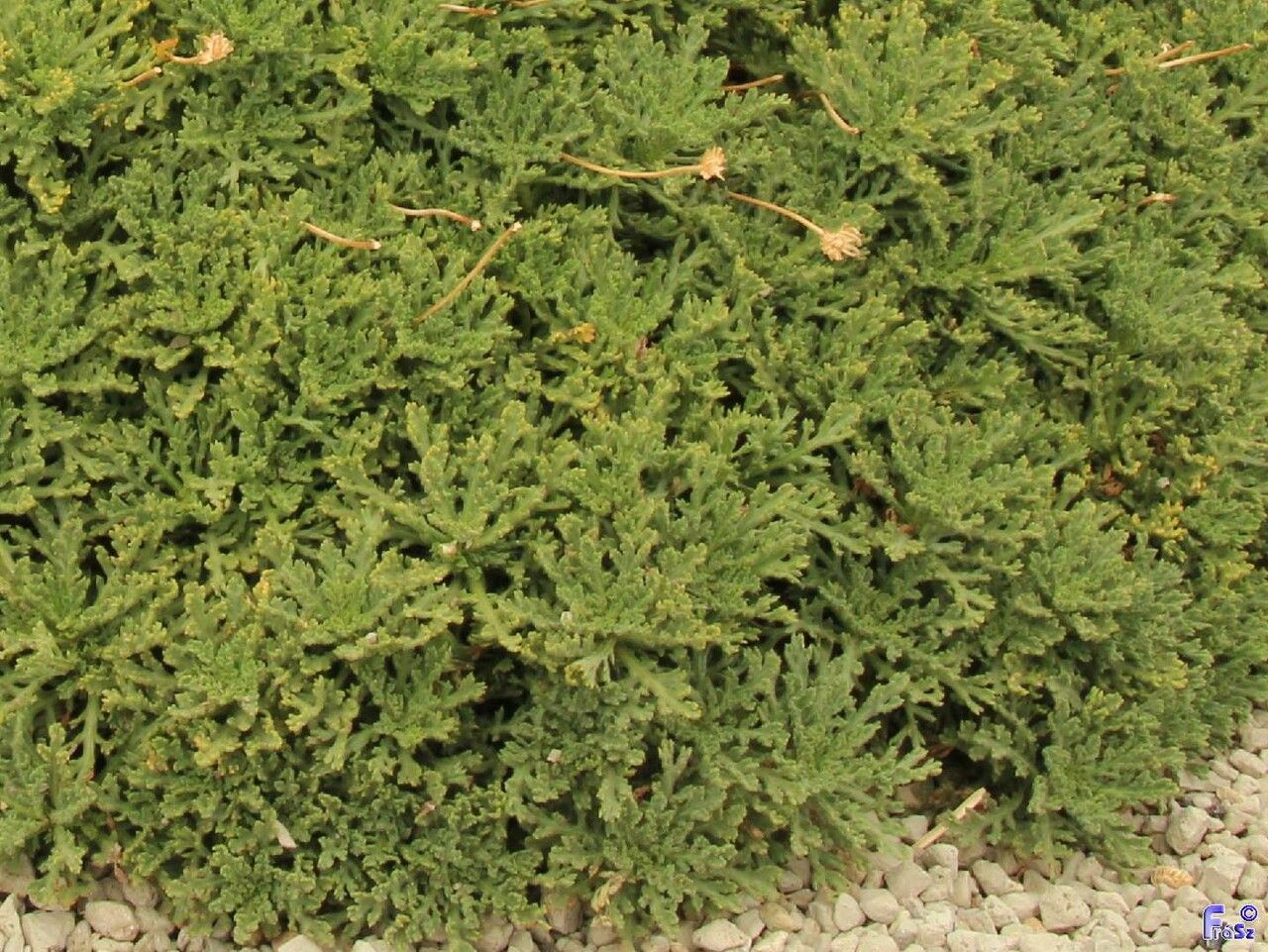 Argyranthemum tenerifae leaf