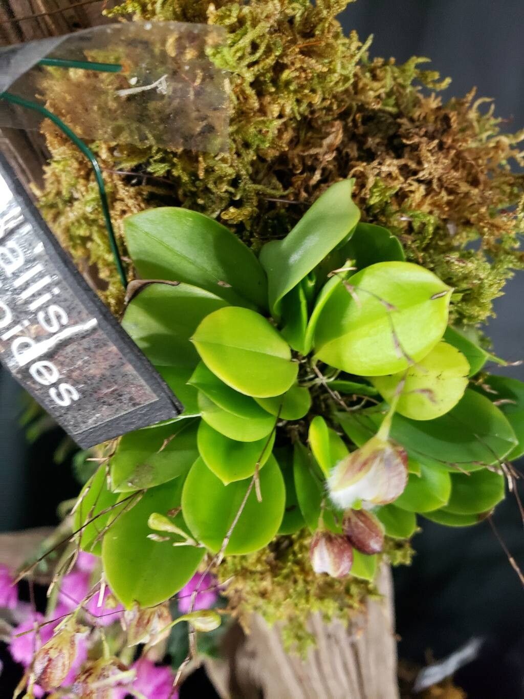 Stelis cypripedioides — related species from the same genus