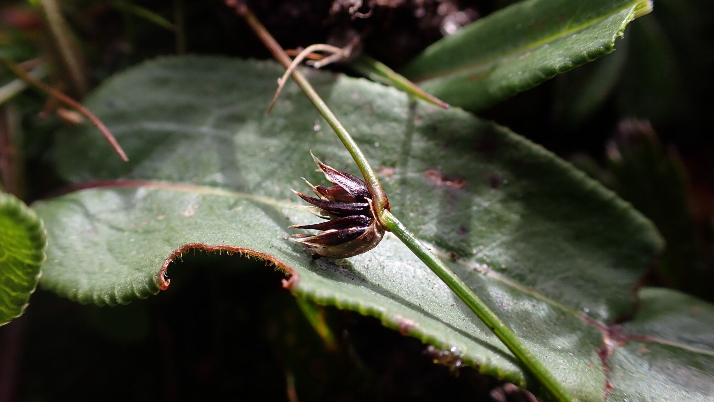 Juncus duthiei fruit
