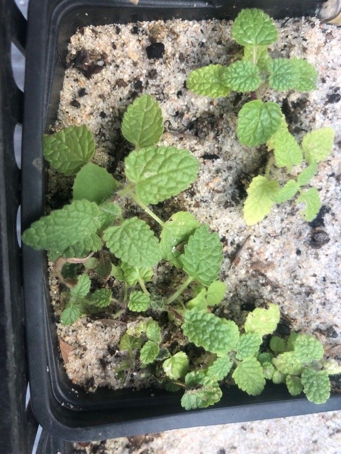 Nepeta tuberosa — search result for 'Nepeta'