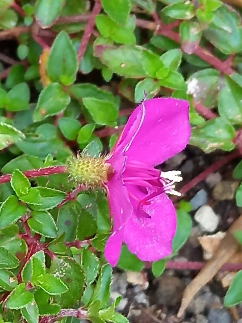 Heterocentron elegans flower