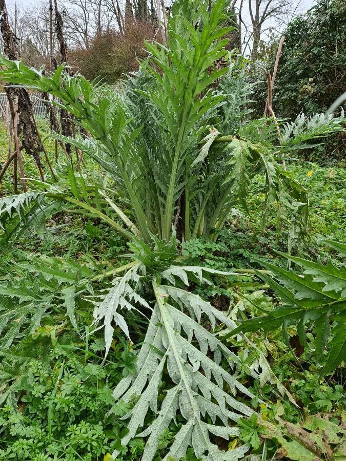 Cynara scolymus leaf