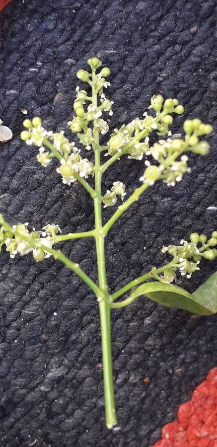 Turpinia occidentalis fruit