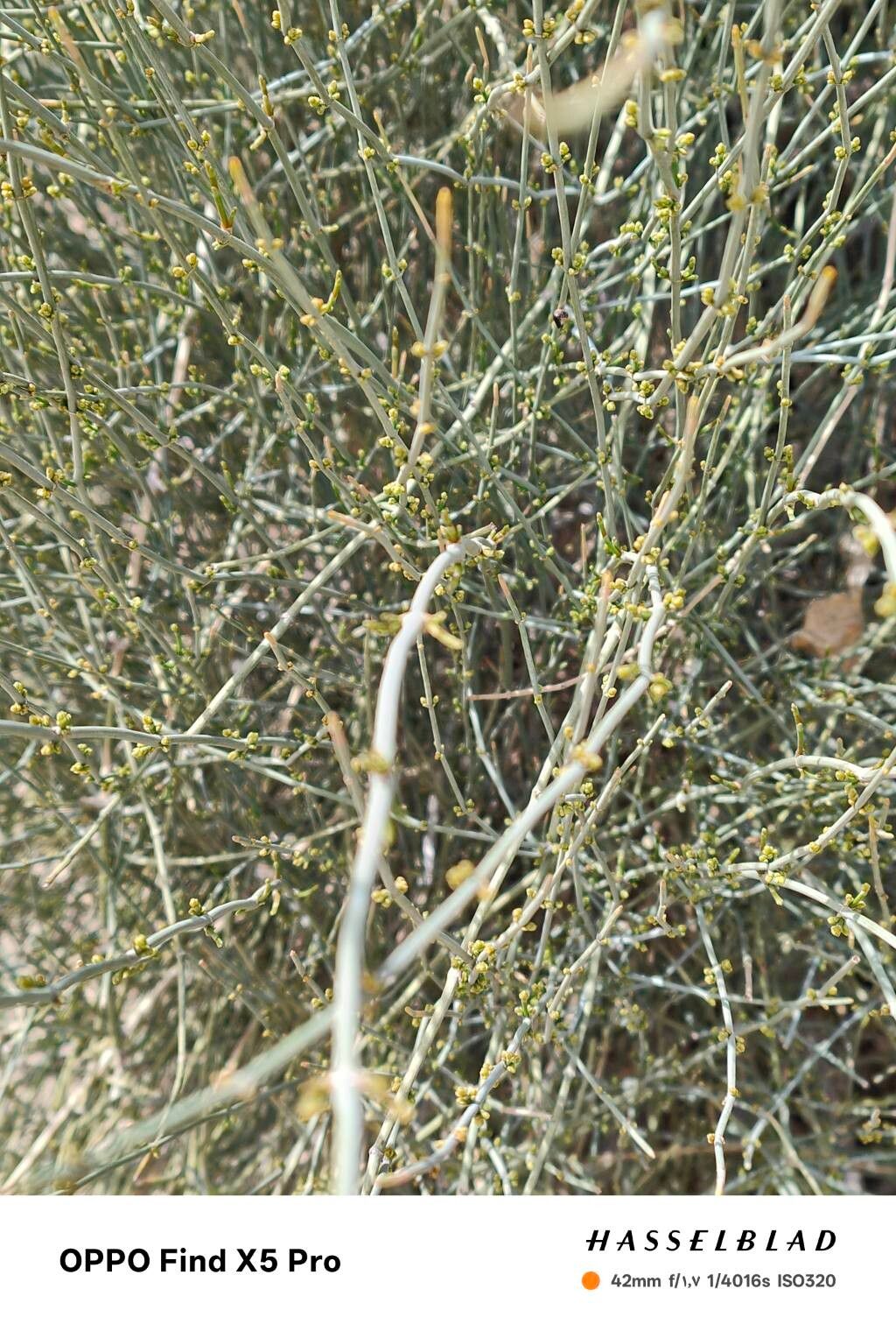 Ephedra aphylla — related species from the same genus