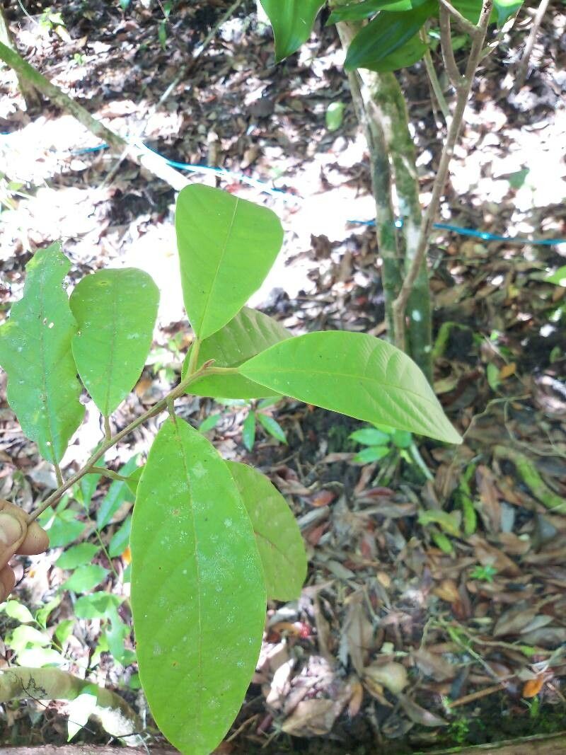 Litsea umbellata — search result for 'Litsea'