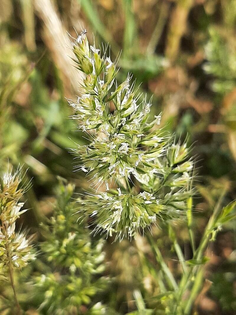 Trisetum paniceum flower