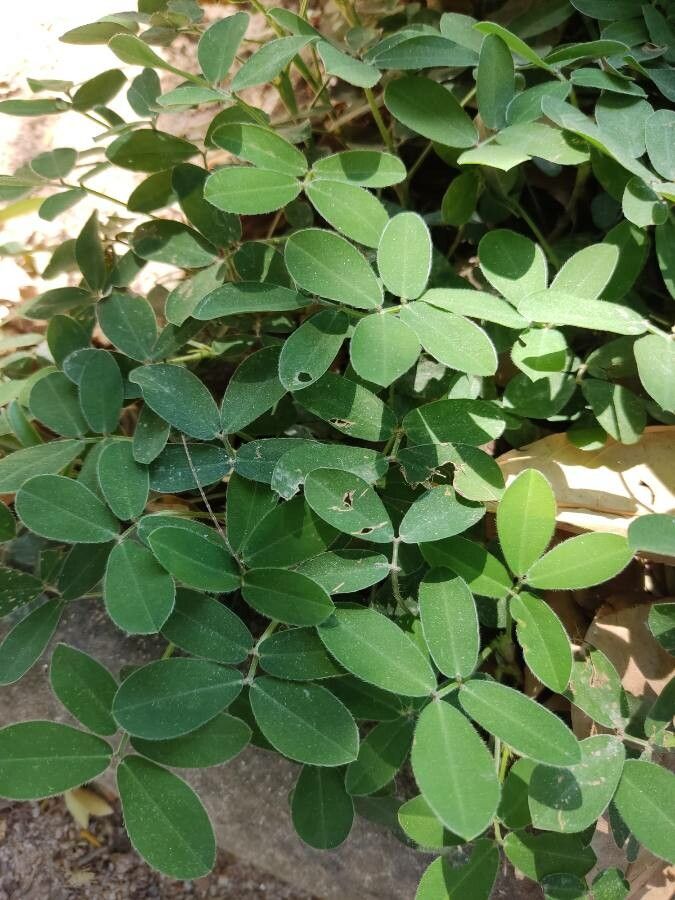 Arachis repens leaf
