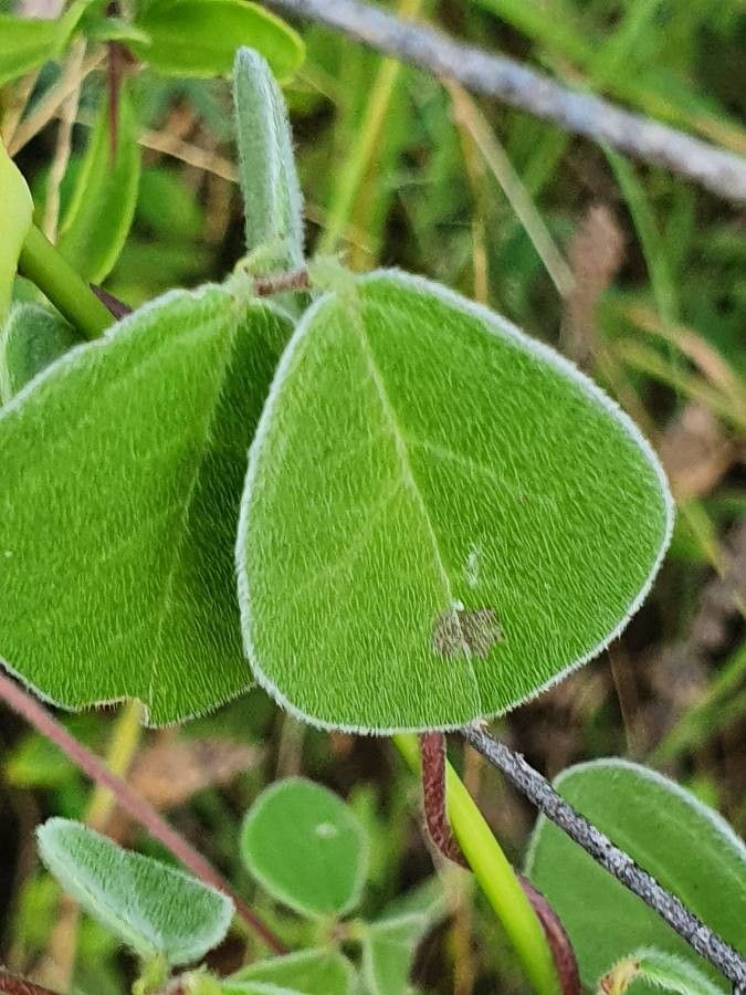 Macrotyloma uniflorum leaf