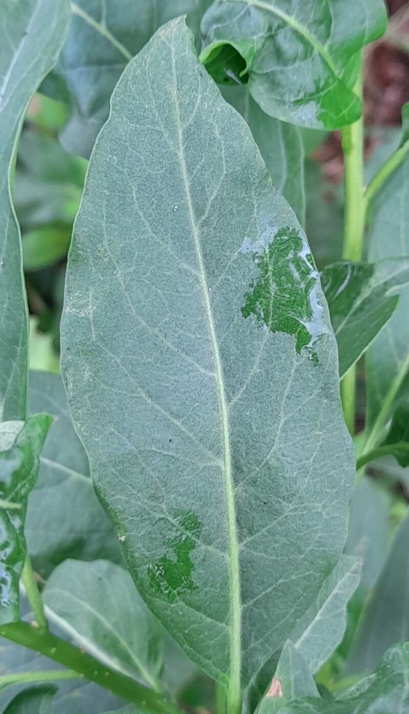 Cestrum lorentzianum leaf