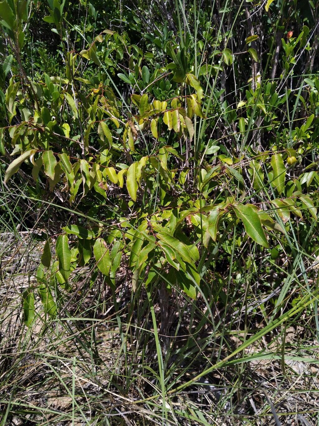 Sclerocroton melanostictus habit