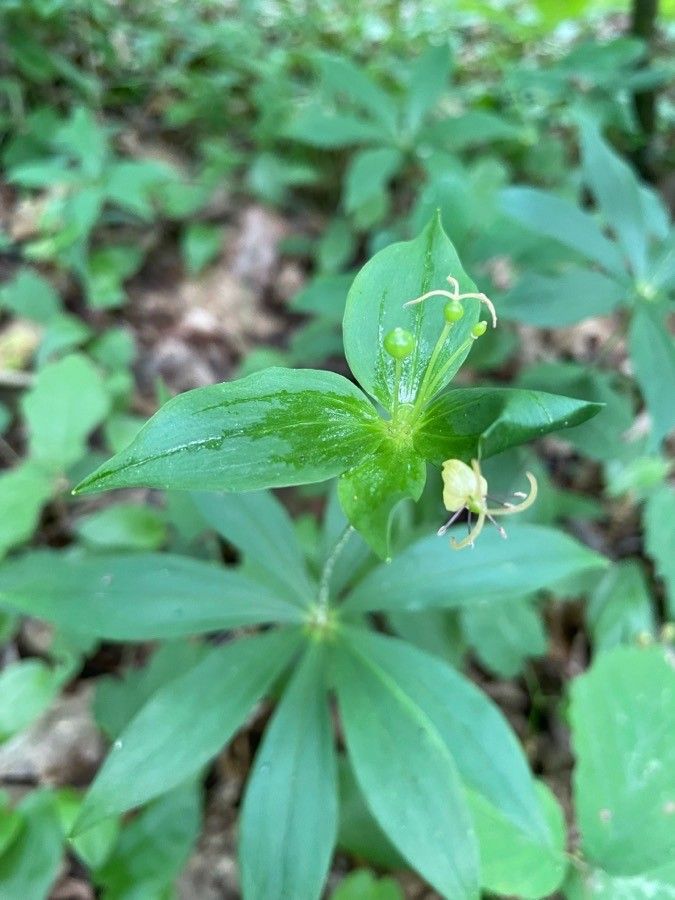 Medeola virginiana flower