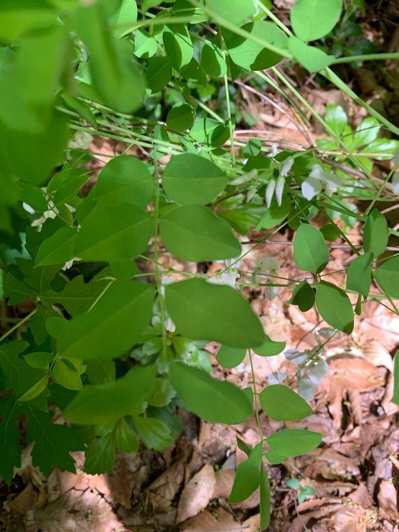 Indigofera incarnata leaf