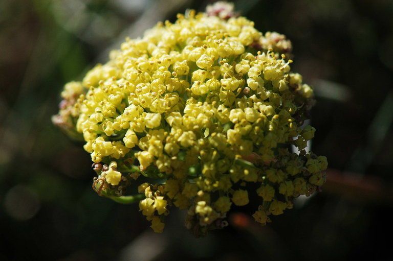 Lomatium austiniae — related species from the same genus