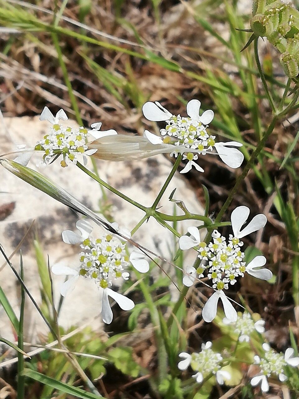 Tordylium apulum flower