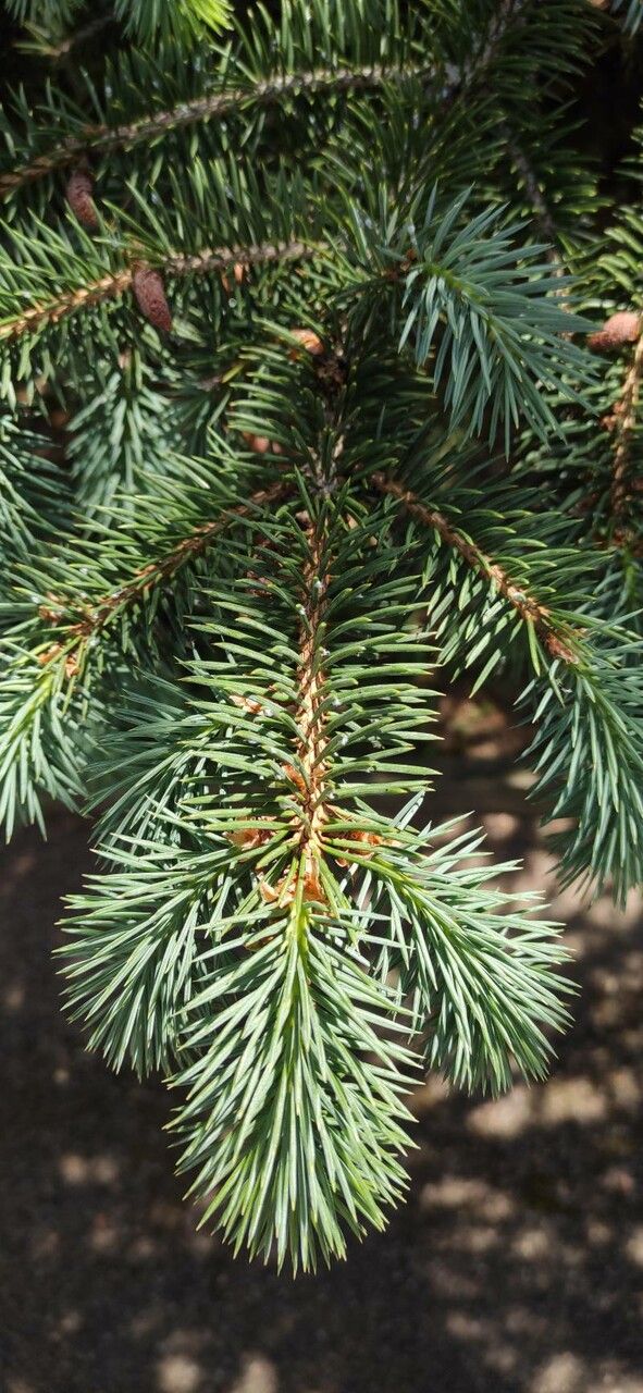Picea chihuahuana leaf
