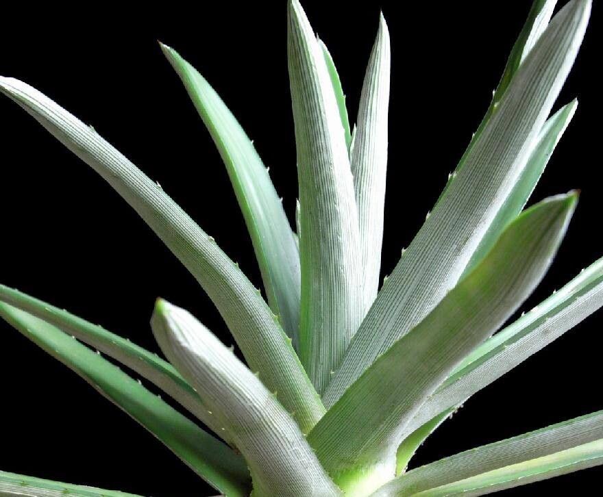 Dyckia goiana — houseplant care guide