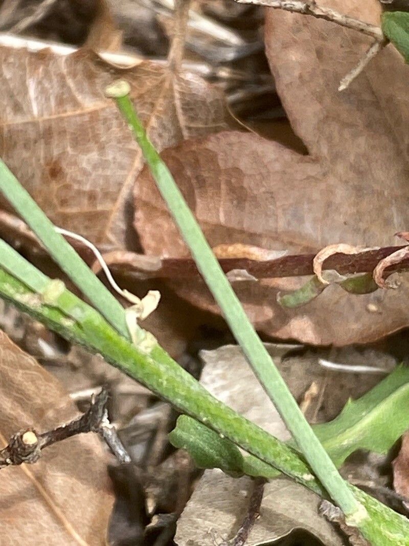 Erysimum raulinii fruit