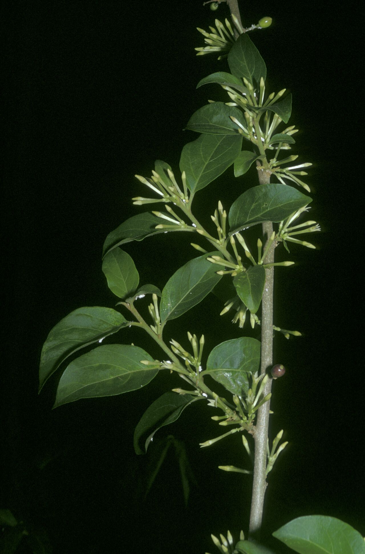 Cestrum latifolium — search result for 'Cestrum'