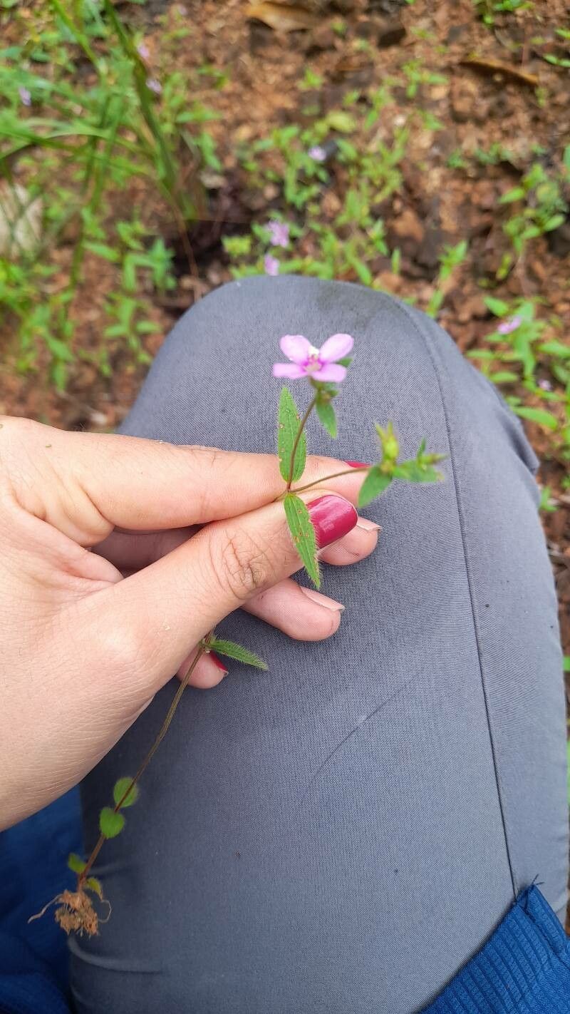 Schwackaea cupheoides — search result for 'Melastomataceae'