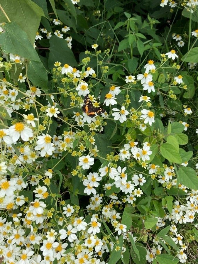 Montanoa leucantha flower