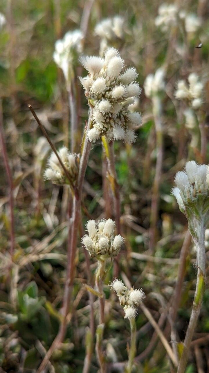 Antennaria neglecta bark