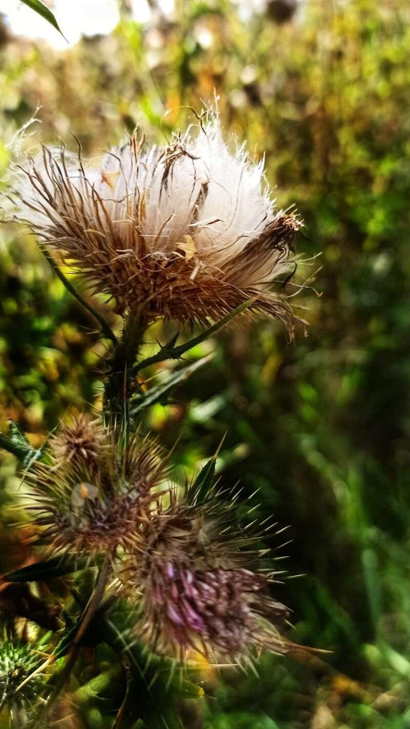 Cirsium ferox fruit