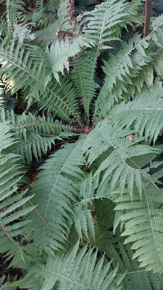 Disporum bodinieri — related species from the same genus