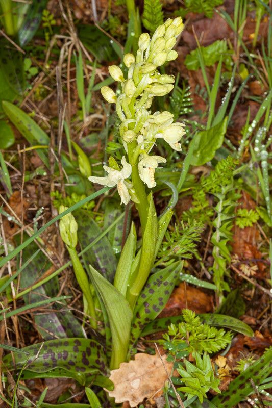 Orchis provincialis habit