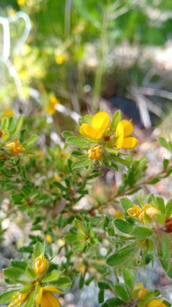 Pultenaea villosa flower