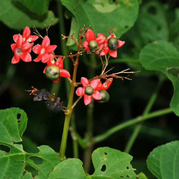 Clerodendrum minahassae — search result for 'Clerodendrum'