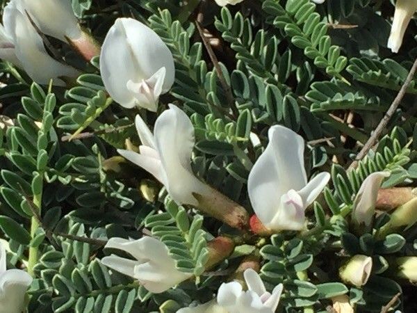 Astragalus tragacantha flower