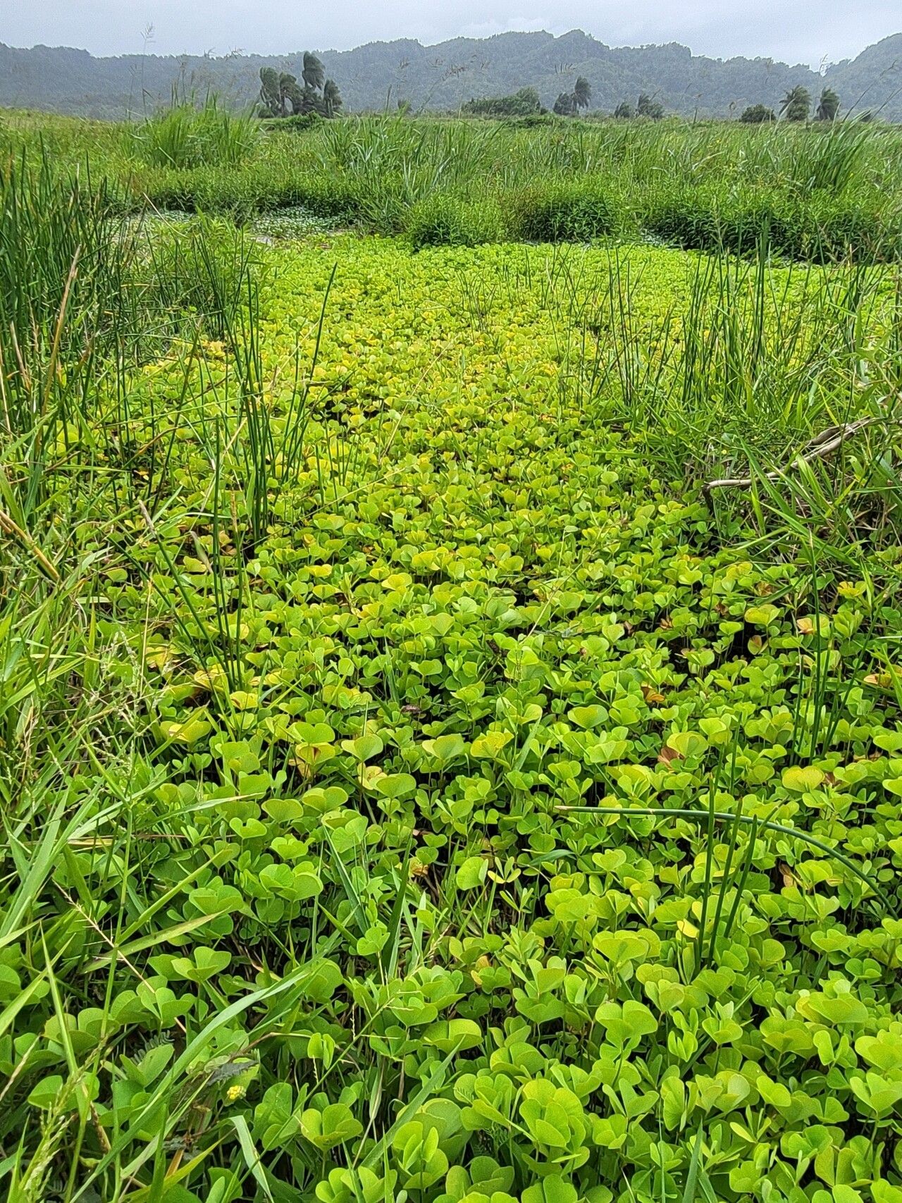 Marsilea polycarpa habit