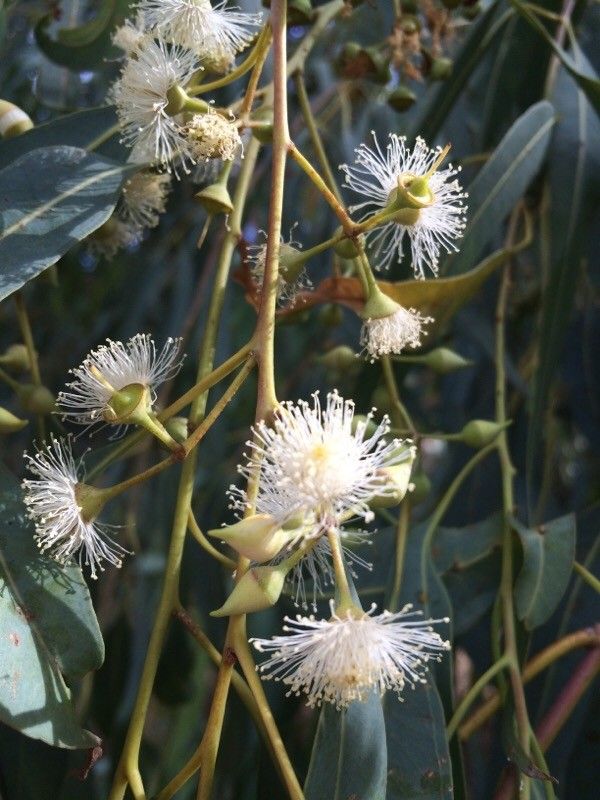 Eucalyptus citriodora flower