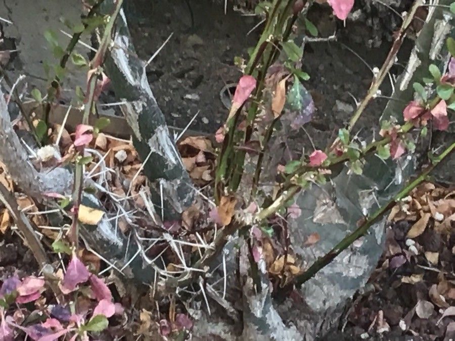 Fouquieria fasciculata bark
