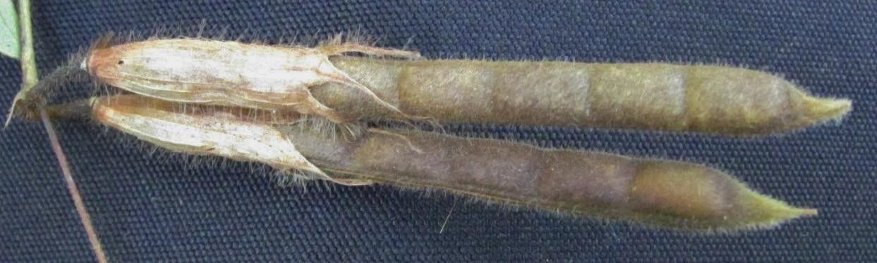 Clitoria pinnata fruit