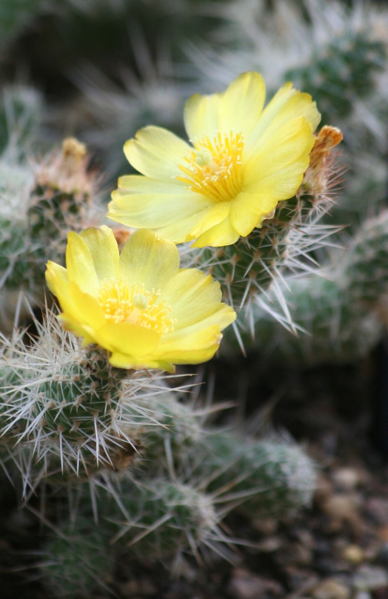 Pterocactus fischeri flower