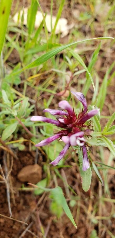 Trifolium willdenovii — search result for 'Trifolium'