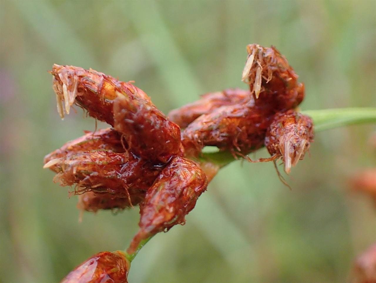 Schoenoplectus tabernaemontani fruit