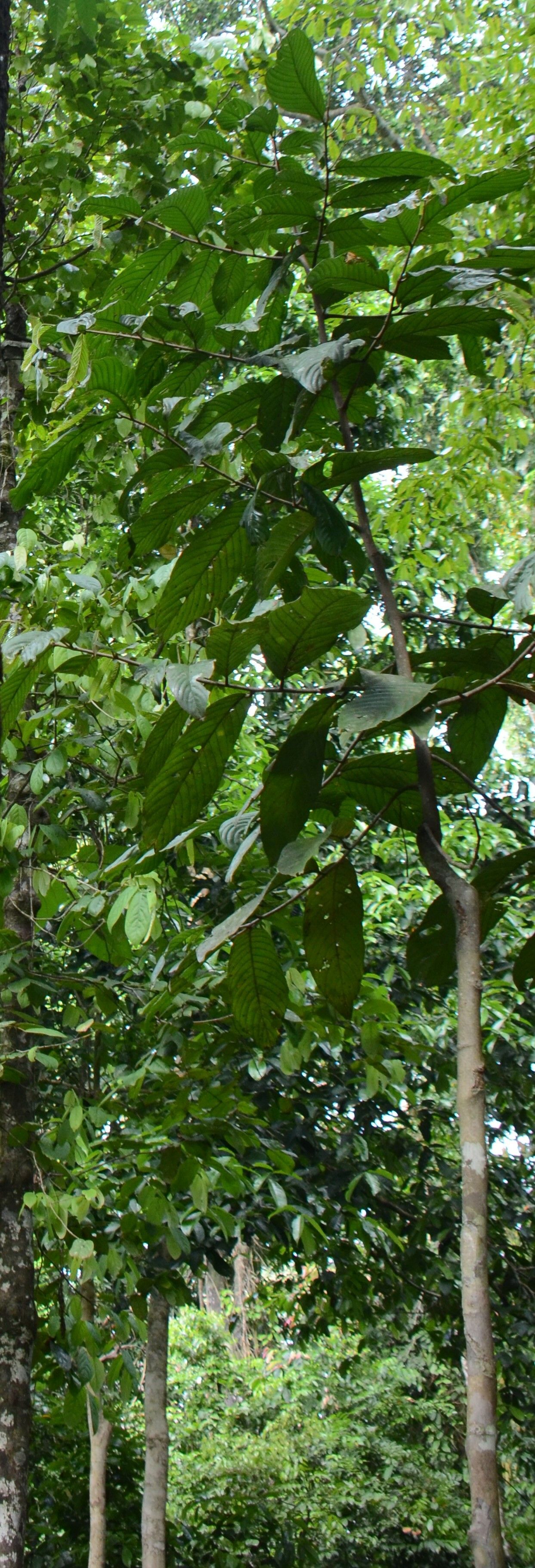 Shorea seminis habit
