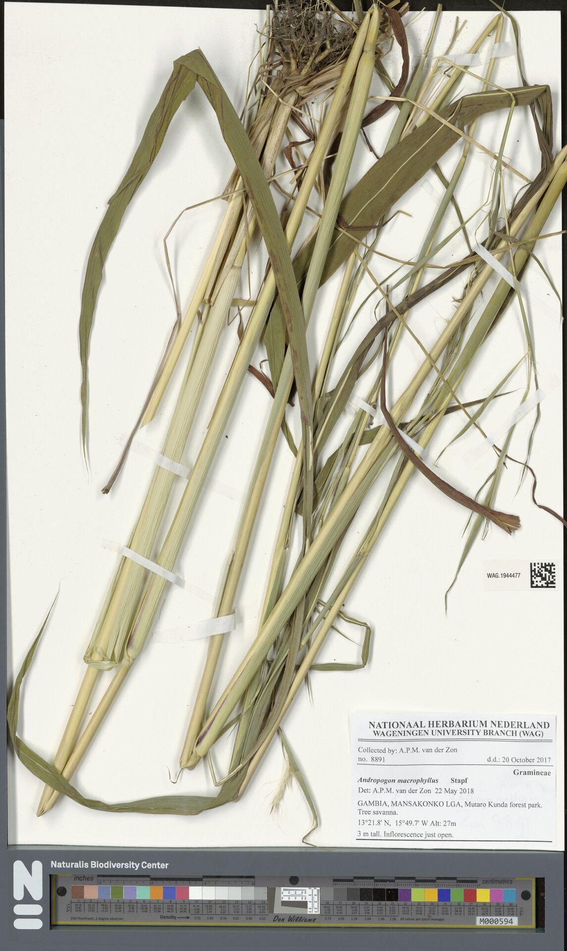 Andropogon macrophyllus — search result for 'Andropogon'
