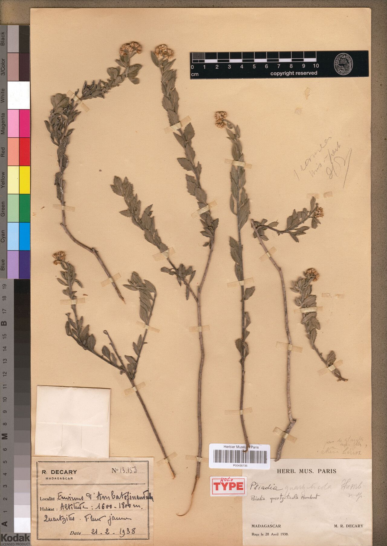 Psiadia quartziticola — houseplant care guide