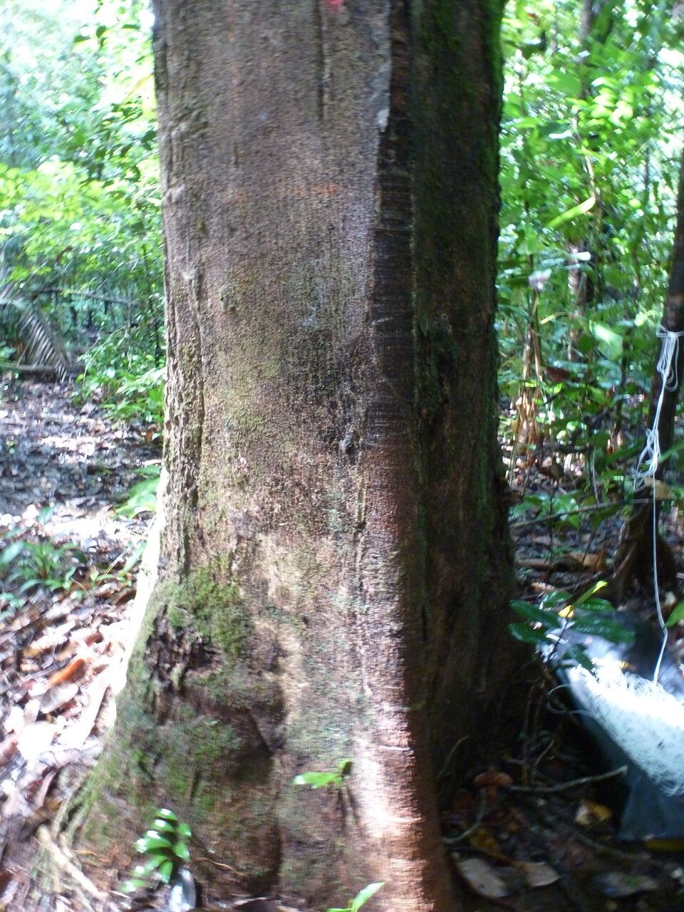 Sterculia pruriens bark