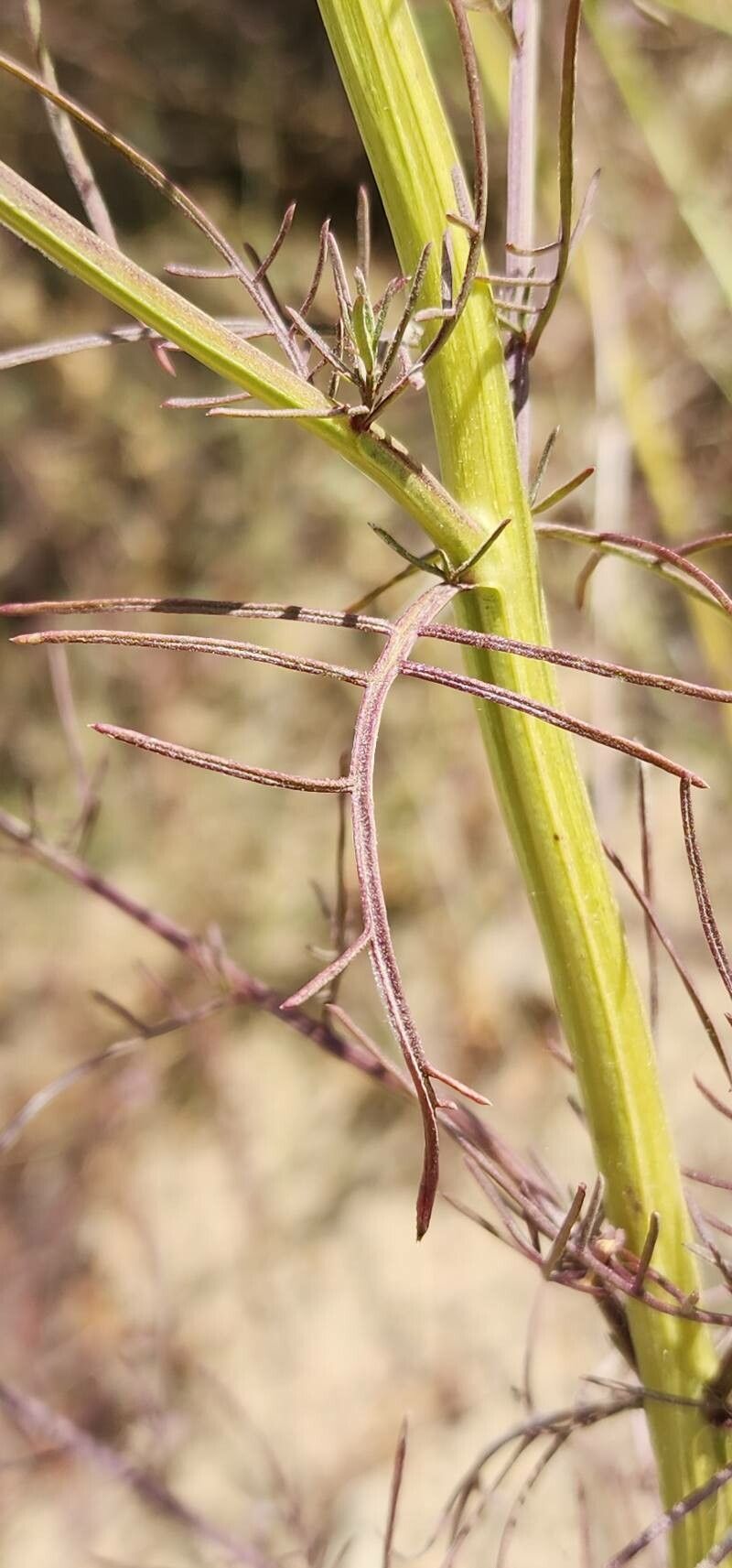 Leptorhabdos parviflora — search result for 'Scrophulariaceae'