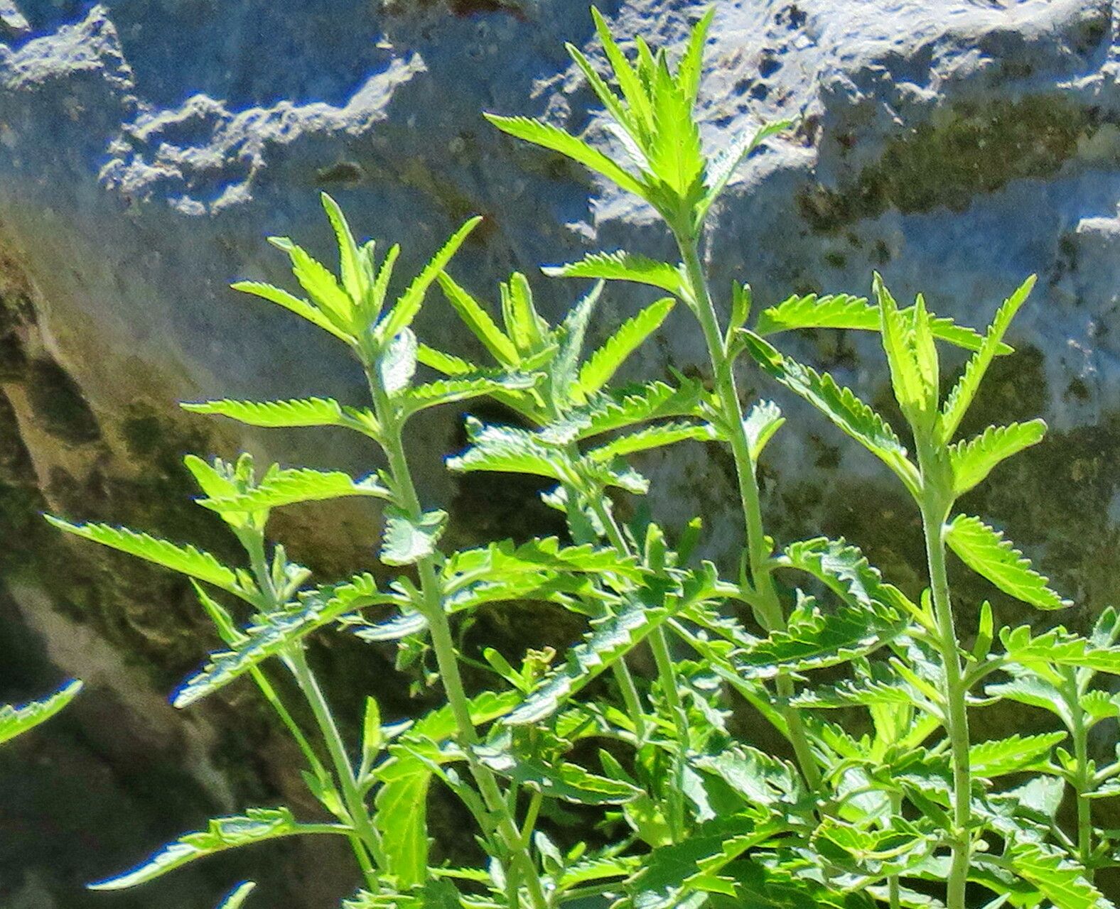 Veronica daurica leaf