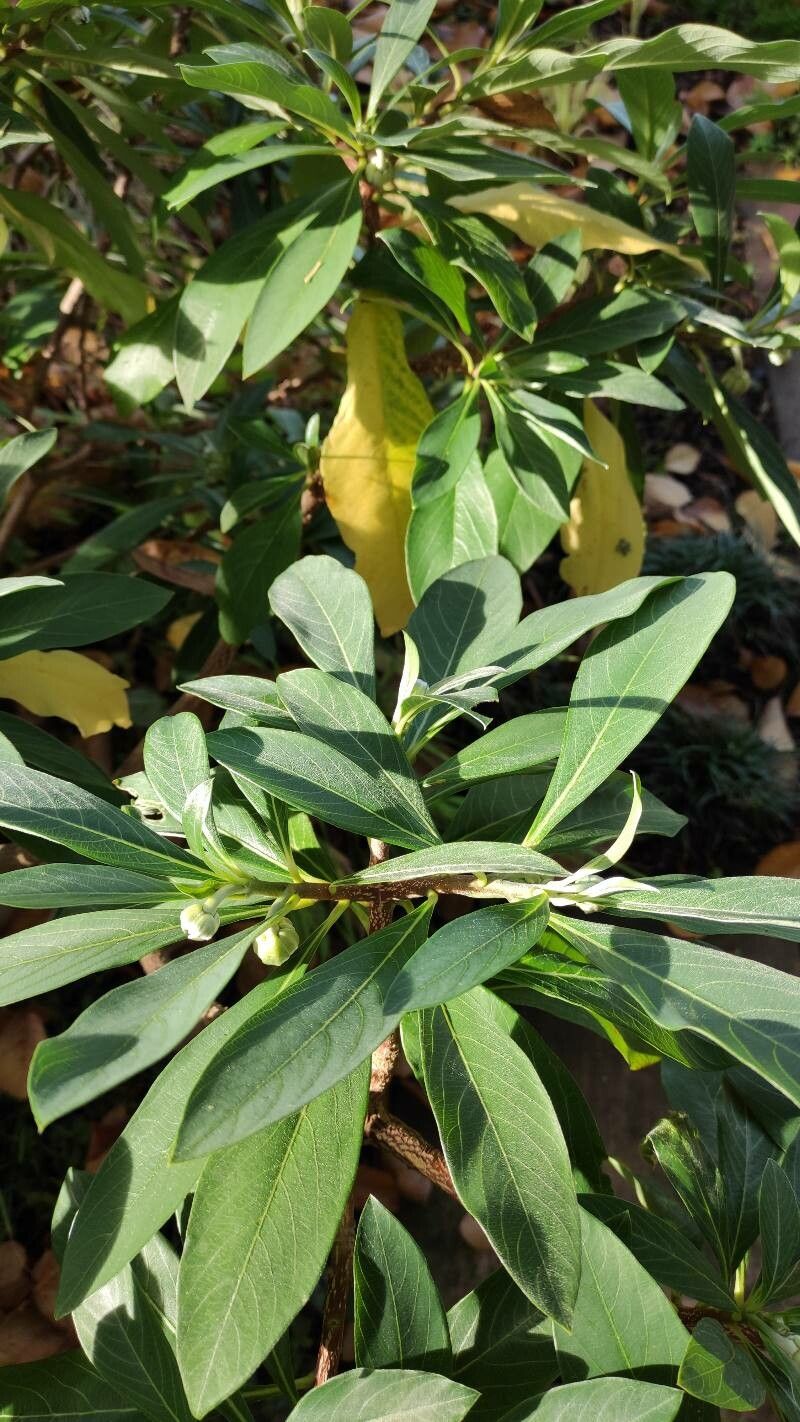 Edgeworthia chrysantha leaf