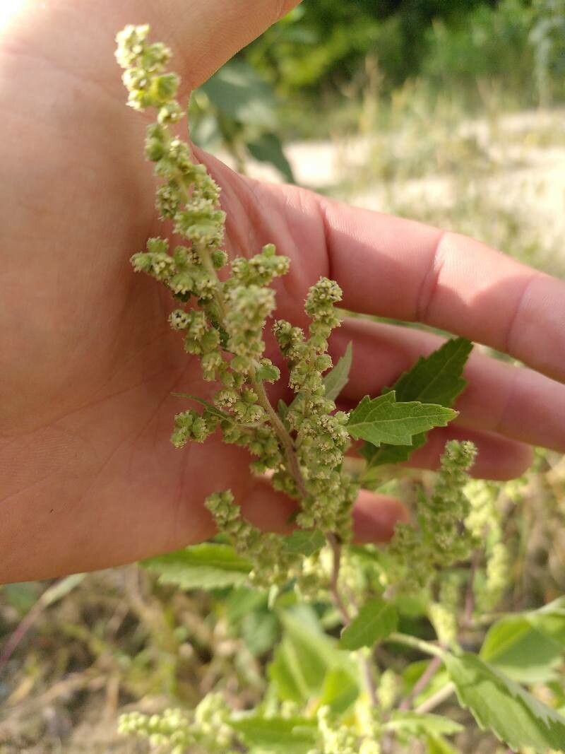 Iva xanthiifolia flower
